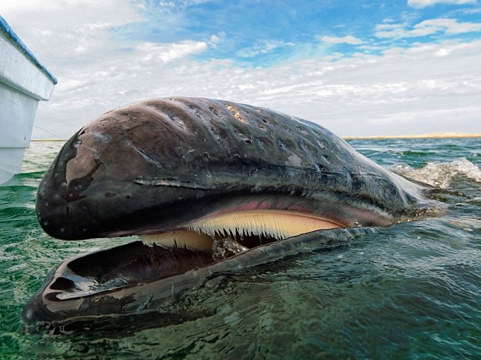 зуб кита в подарок