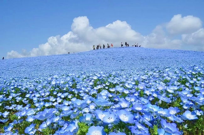 Гармонія немофіли