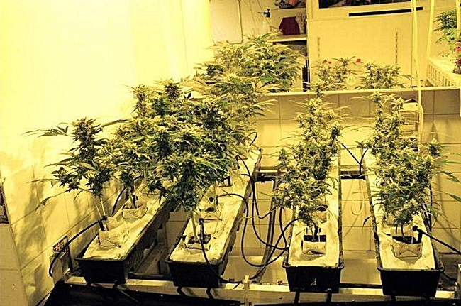 Музей марихуани в Амстердамі