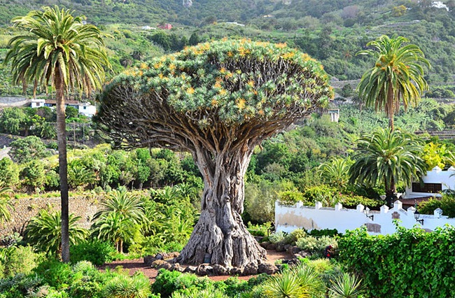 Драконове дерево