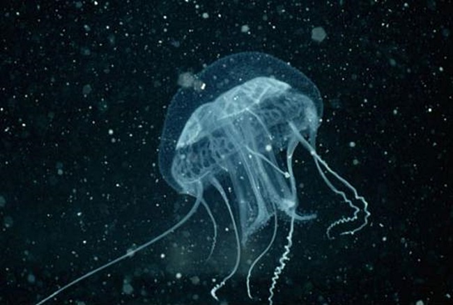 Морська оса