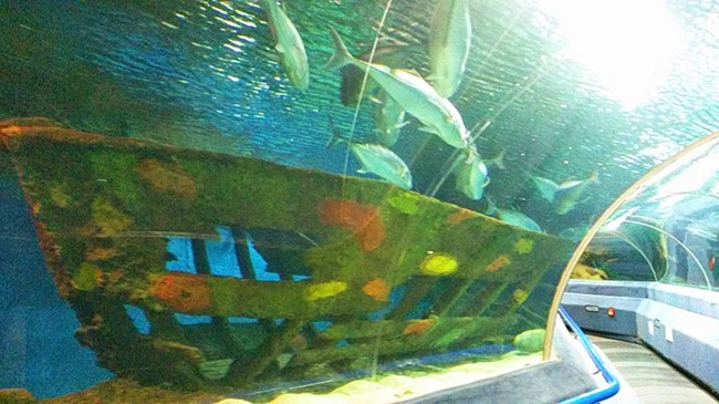 Океанаруім, Астана