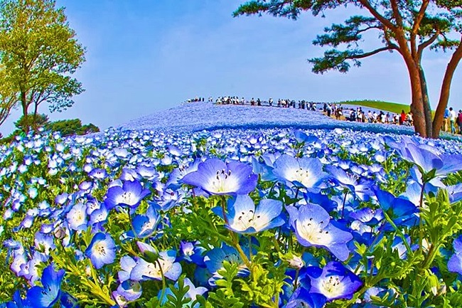 Парк Хітачі, Японія