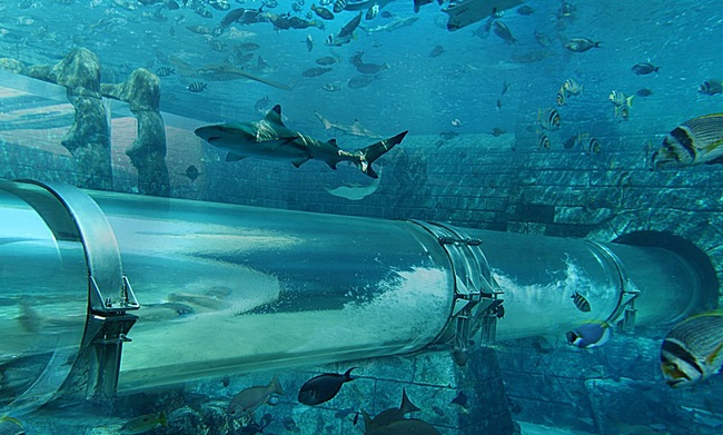 Leap of Faith, Багами